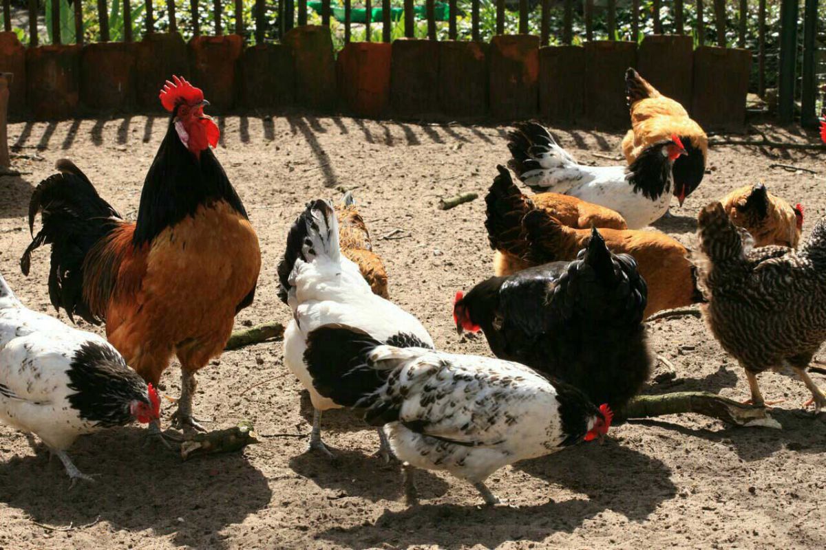 Hühner und Gänse Privatgarten Wagenhuber Versmold Hühner und Gänse Privatgarten Wagenhuber Versmold